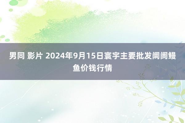 男同 影片 2024年9月15日寰宇主要批发阛阓鳗鱼价钱行情