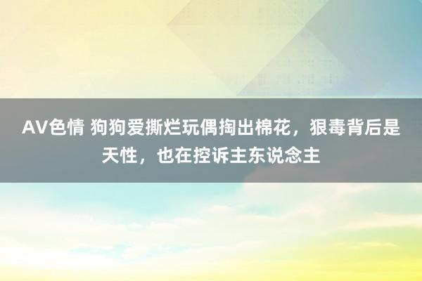 AV色情 狗狗爱撕烂玩偶掏出棉花，狠毒背后是天性，也在控诉主东说念主
